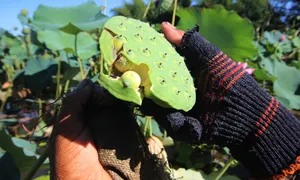 Hội chứng sợ lỗ tròn